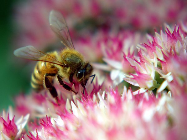пчела, пыльца