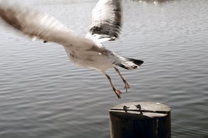 Обои на рабочий стол: взлет, море, пенёк, полет, чайка
