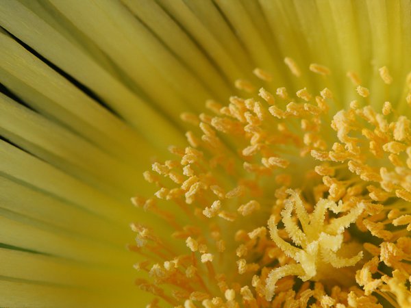 пыльца, цветок