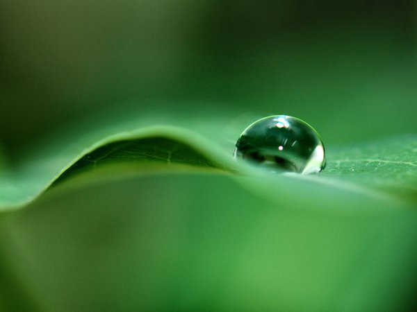 вода, зеленый, капля, лист, макро, фотография
