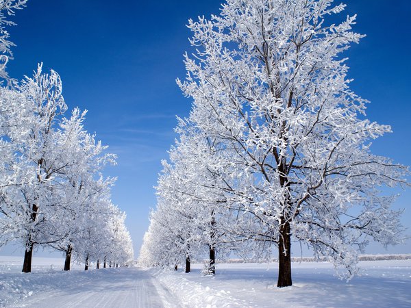 дерево, зима, снег, утро