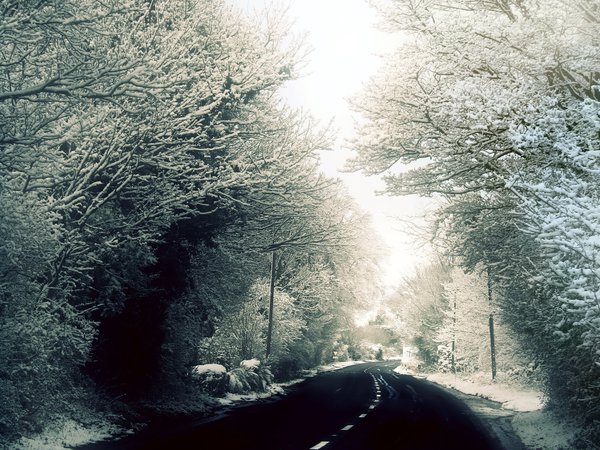 дорога, зима, лес