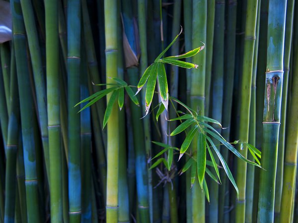 бамбук, стена