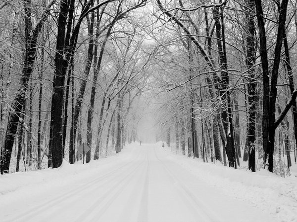 деревья, дорога, зима, парк, снег