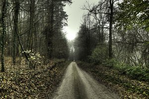 Обои на рабочий стол: дорога, лес
