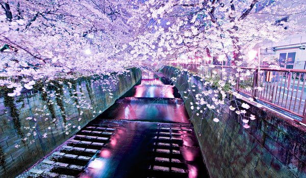 Обои на рабочий стол: река, сакура, цветы
