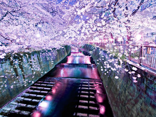 река, сакура, цветы