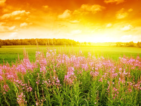 закат, поле, полевые цветы