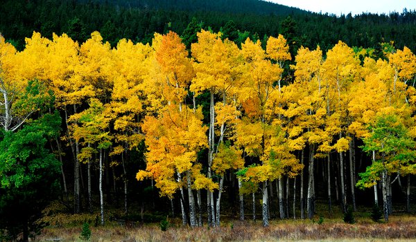 Обои на рабочий стол: желтый, лес, осень