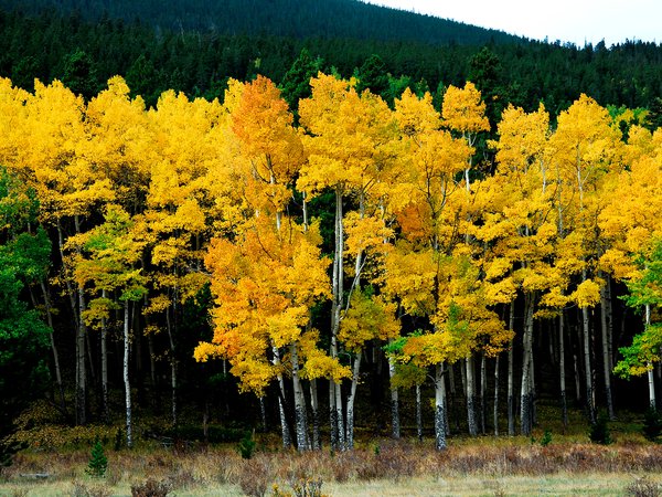желтый, лес, осень