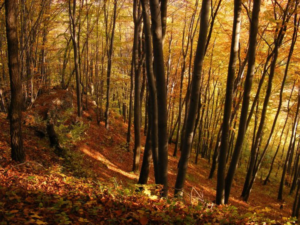 деревья, лес, осень