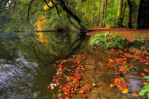 Обои на рабочий стол: дерево, листья, озеро, осень