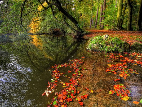 дерево, листья, озеро, осень