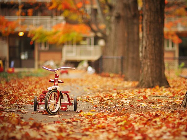 велосипед, дорога, осень