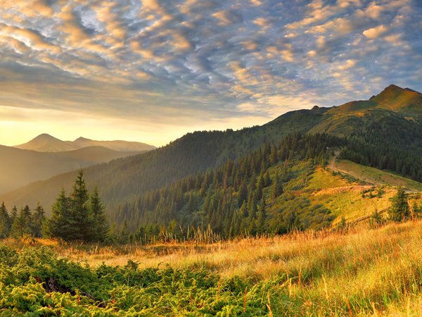 горы, лес