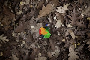 Обои на рабочий стол: apple, листья, осень