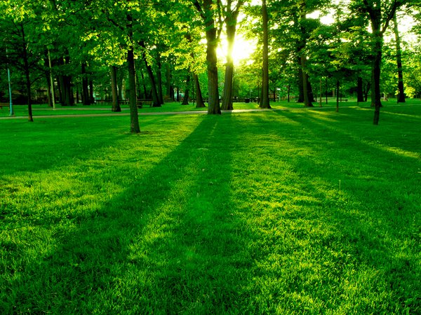 деревья, зеленый, лужайка, парк, солнце
