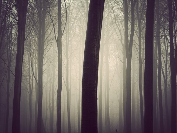 лес, ствол, туман