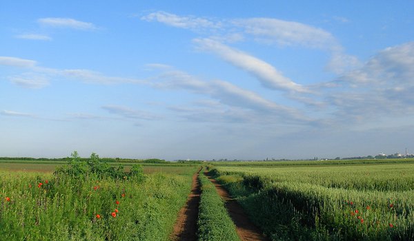 Обои на рабочий стол: дорога, луг, небо, облака, полевые цветы