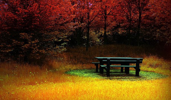 Обои на рабочий стол: деревья, осень, скамейка, трава