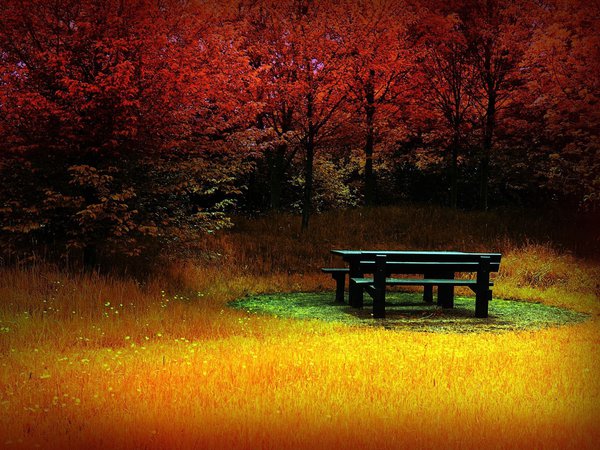 деревья, осень, скамейка, трава