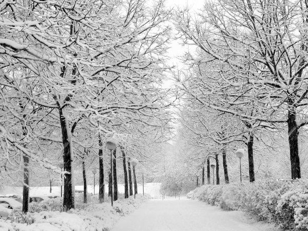 аллея, деревья, зима, снег