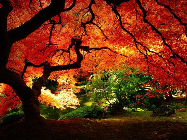 дерево, крона, листва, оранжевый