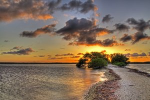 Обои на рабочий стол: деревья, закат, море, побережье