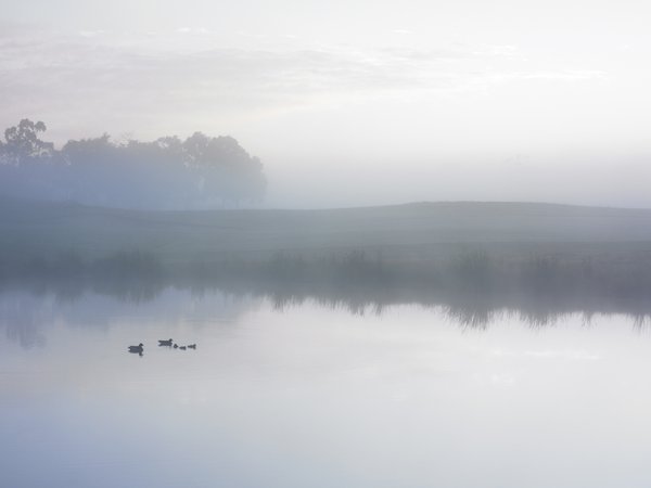 озеро, туман, утки
