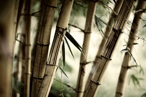Обои на рабочий стол: бамбук, лес