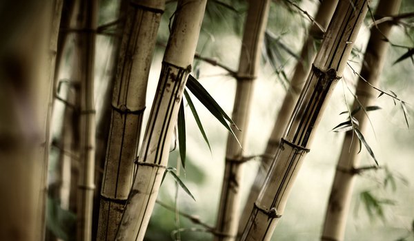 Обои на рабочий стол: бамбук, лес