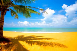 Обои на рабочий стол: море, небо, пальма, песок, пляж, солнце
