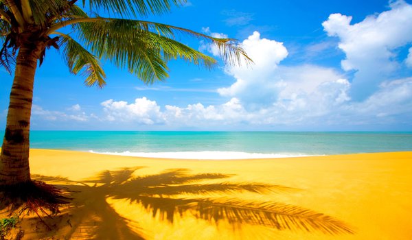 Обои на рабочий стол: море, небо, пальма, песок, пляж, солнце