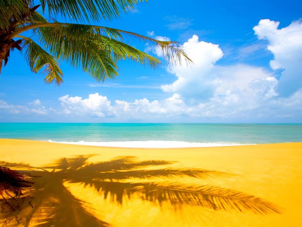 море, небо, пальма, песок, пляж, солнце