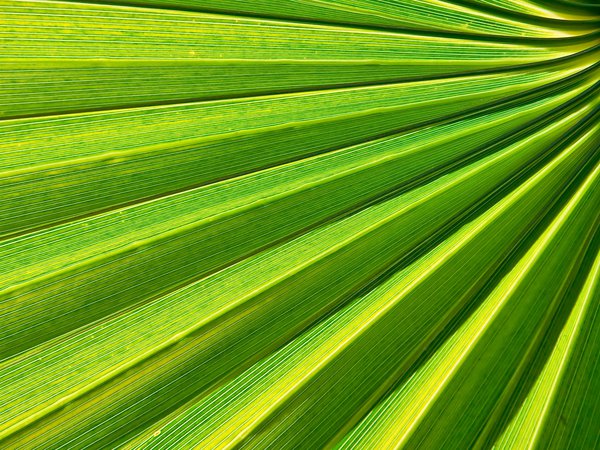 зеленый, лист, пальма