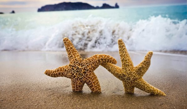Обои на рабочий стол: море, морская звезда, песок, прибой