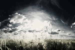 Обои на рабочий стол: небо, поле, сюрреализм, трава