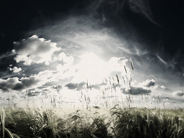 небо, поле, сюрреализм, трава