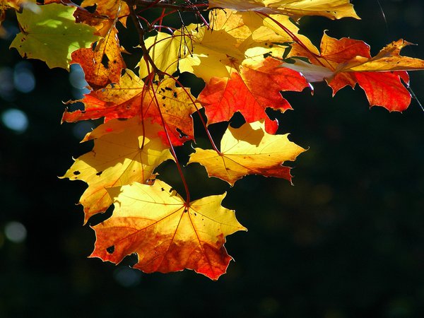 клён, листья, осень