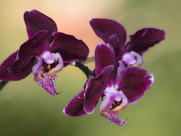 веточка, орхидея, цветочное настроение