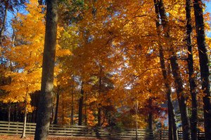 Обои на рабочий стол: autumn, colors, fall, trees, деревья, осень