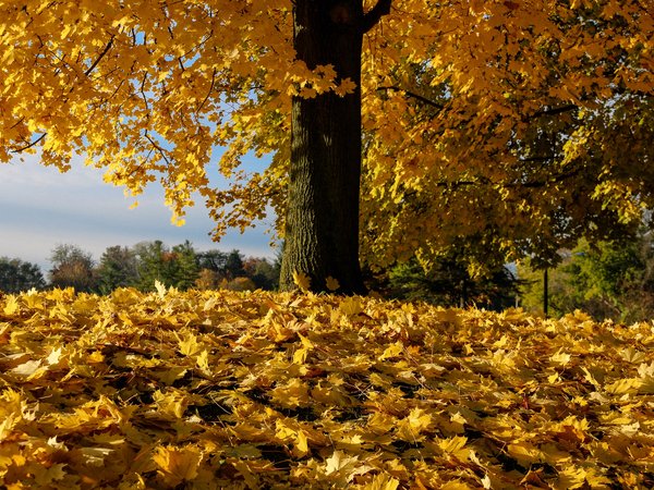 дерево, листья, опавшая листва, осень