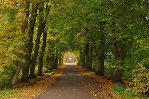 Обои на рабочий стол: autumn, path, trees, деревья, дорожка, осень