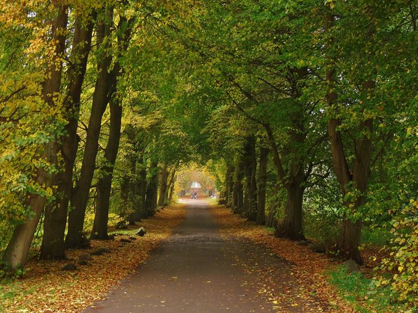 autumn, path, trees, деревья, дорожка, осень