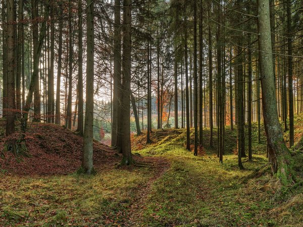 германия, деревья, осень, парк