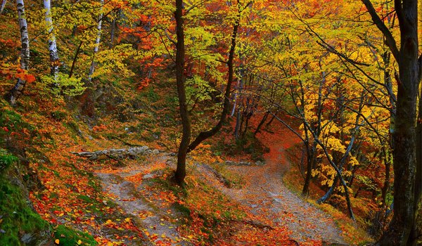 Обои на рабочий стол: autumn, colors, fall, forest, leaves, trees, деревья, лес, листва, осень, тропинка