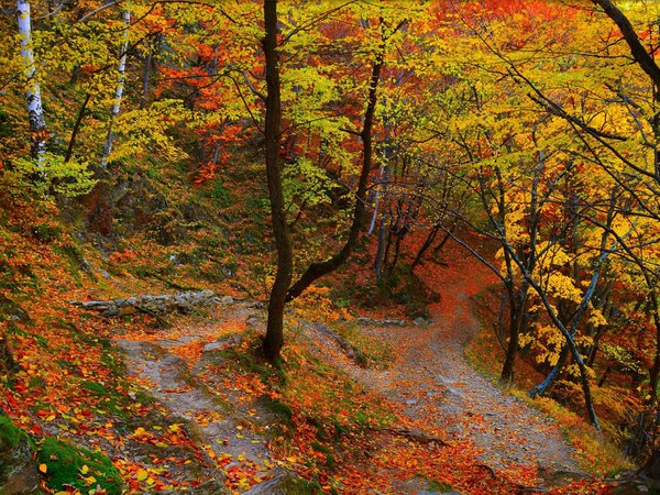 autumn, colors, fall, forest, leaves, trees, деревья, лес, листва, осень, тропинка
