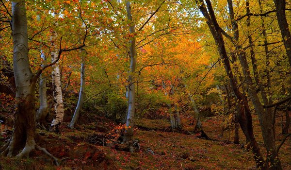 Обои на рабочий стол: autumn, fall, forest, trees, деревья, лес, осень