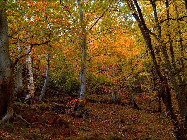 autumn, fall, forest, trees, деревья, лес, осень