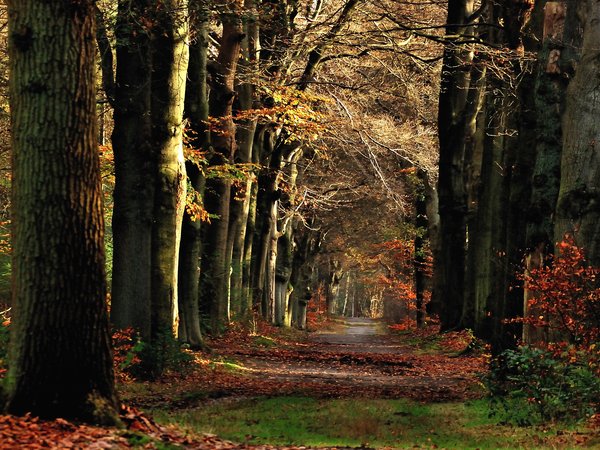 autumn, fall, november, path, дорожка, лес, ноябрь, осень, тропа